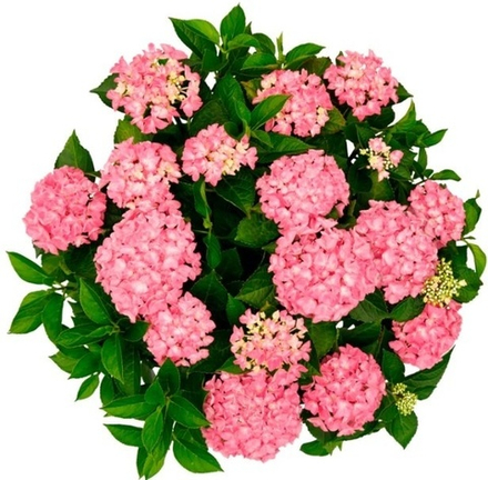 "Форевер энд Эвер Хорбукс пинк" ("Forever & Ever Hortbux Pink") гортензия крупнолистная
