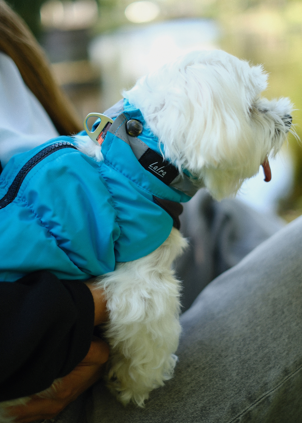 жилет для собак "КРОКОДИЛ " демисезон (МАЛЬЧИК)