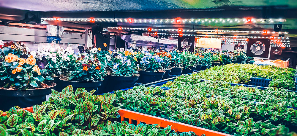 Фитолампа для освещения растений в теплицах и гроубоксах