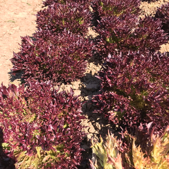 Триплекс семена салата хрустящего с сильно рассеченным листом (Rijk Zwaan / Райк Цваан)