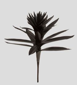 TR 563 Гусмания