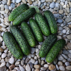 Ардия F1 семена огурца партенокарпического (Bejo / Бейо)