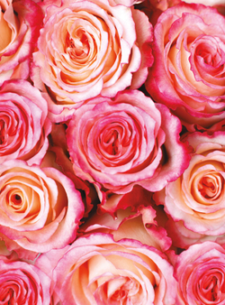 Коллекция Цветы