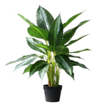 Аглаонема в горшке 75 см.