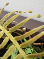 Панно с искусственными растениями