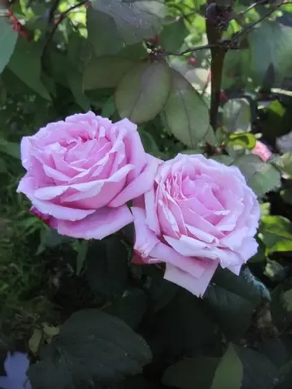 Роза шраб Дитэр Мюллер