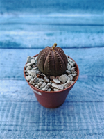 Euphoria Obesa (Эуфорбия)