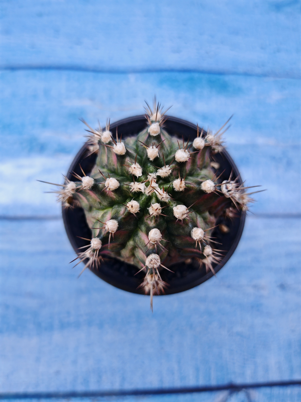Gymnocalycium T-Rex Pink hybride (Гимнокалициум T-rex)