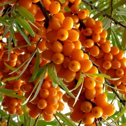 Облепиха Жемчужина