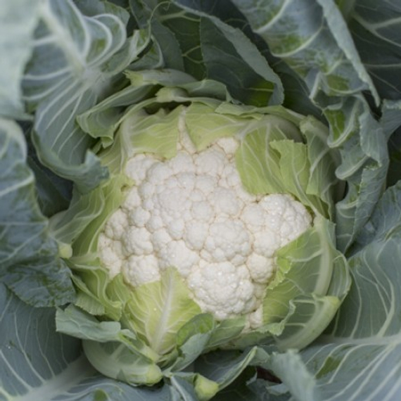 Социус F1 семена капусты цветной – фото 2