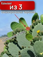 Кактус опунция набор черенков для укоренения