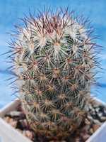 Mammillaria Microhelia (Маммилярия)
