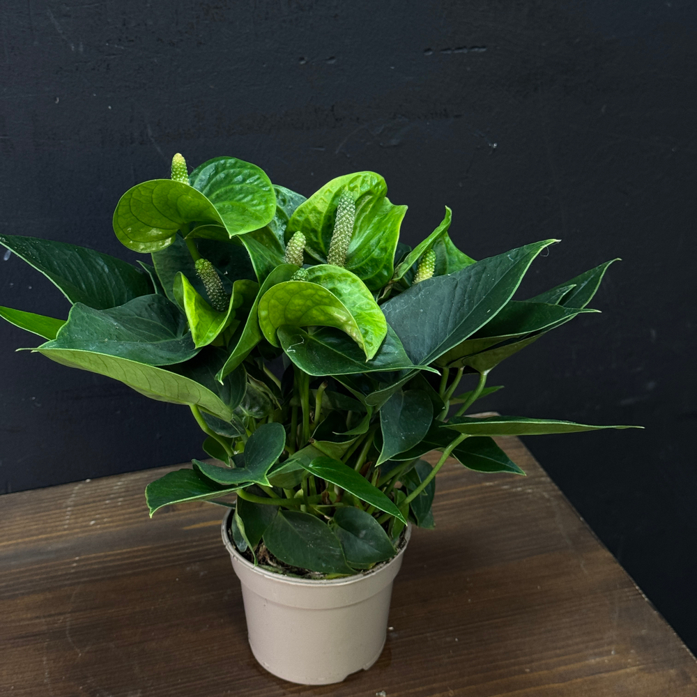 Антуриум зеленый мини