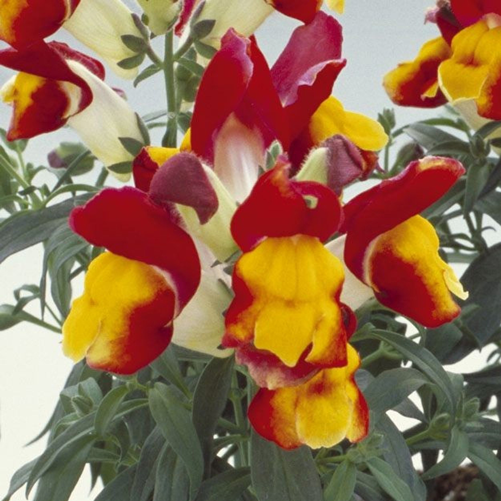 Львиный зев Флорал Шауэрс Ред энд Еллоу Биколор (1000шт) Витагрин Профи