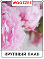 Набор постеров "Пионовый рай" 3шт.