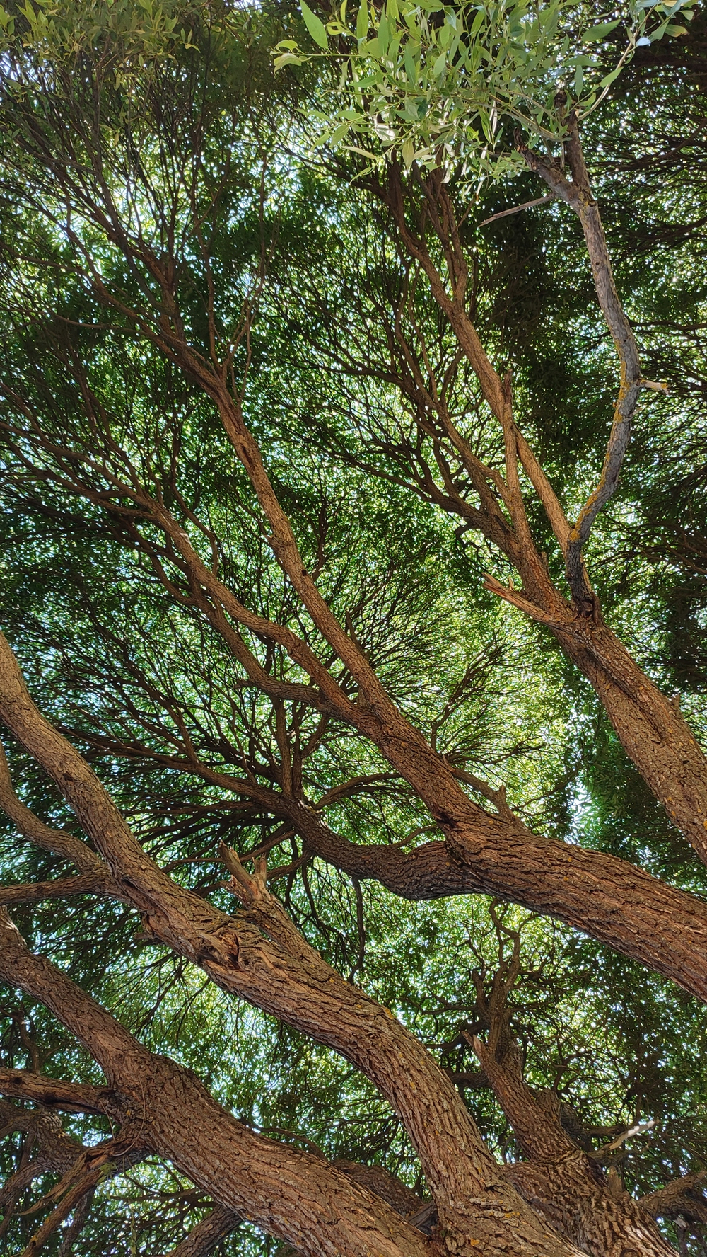 Новый тестовый с картинками