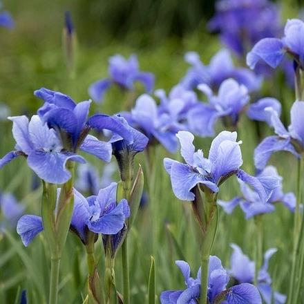 Ирис сибирский  "Dancing Nanou". Iris sibirica "Dancing Nanou".