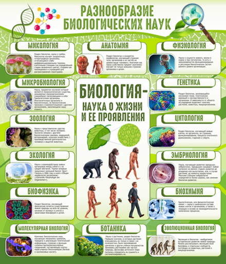 Стенд "Разнообразие биологических наук"