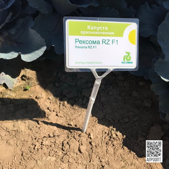 Рексома F1 семена капусты краснокочанной (Rijk Zwaan / Райк Цваан) в поле – фото 9