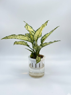 Аглаонема Jadeite д.11 горшок с автополивом