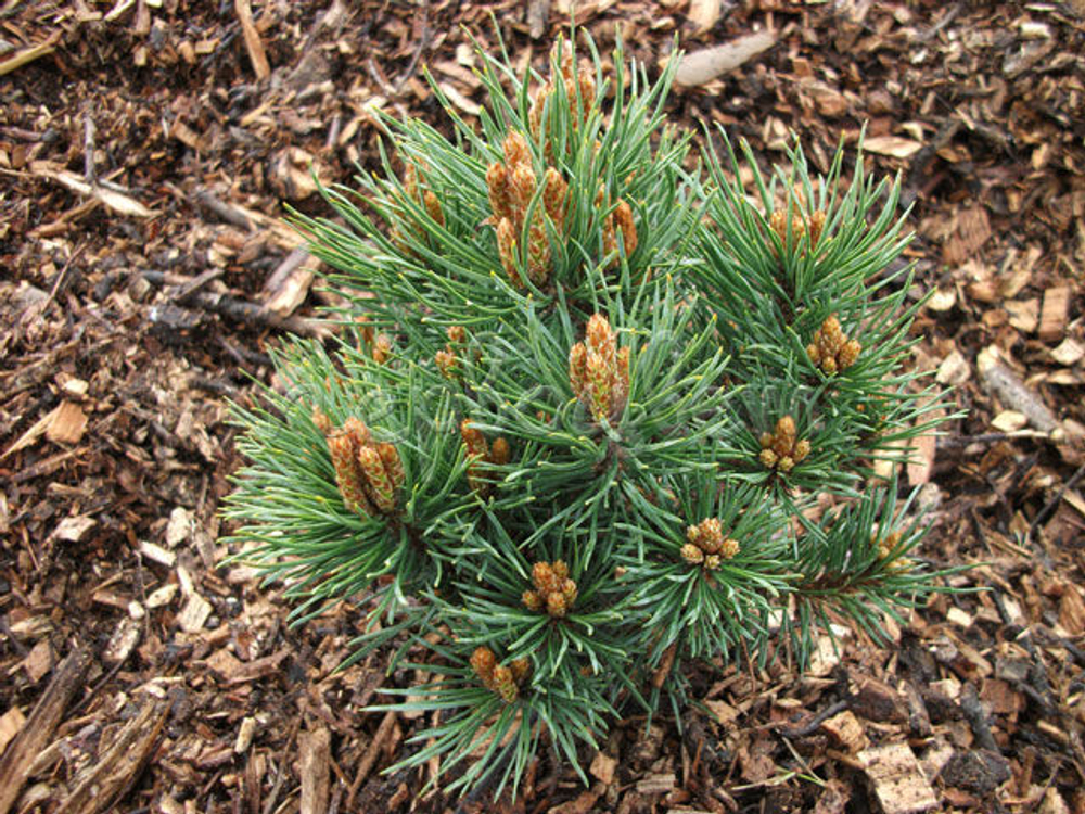 Сосна обыкновенная Frensham (Френшам) 50 см