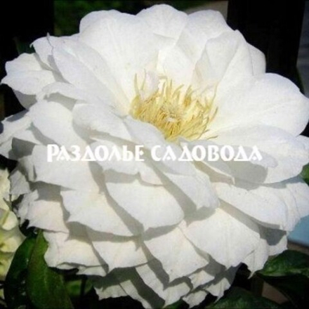 Клематис крупноцветковый Дачес оф Эйденбург (горшок 3л)