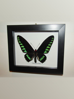 Бабочка Trogonoptera trojana в рамке