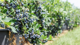 Полив голубики садовой: система орошения, нормы и режимы для плантации и контейнеров