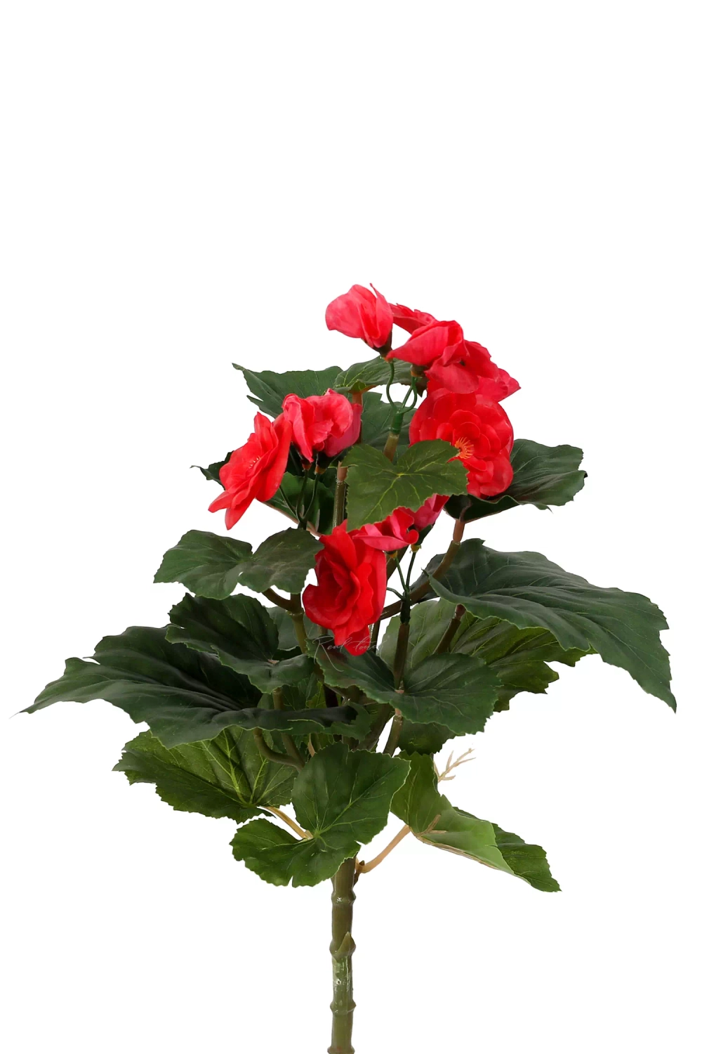 Бегония цветущая малая