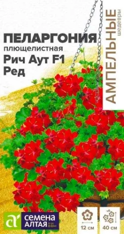 Пеларгония Семена Алтая