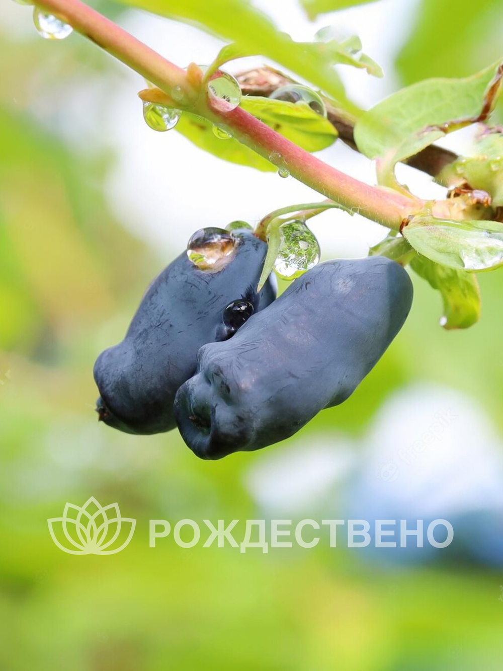 Жимолость Успех
