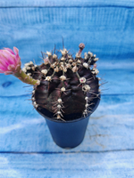 Gymnocalycium T-Rex Pink hybrid (Гимнокалициум T-rex)