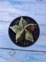 Astrophytum Myriostigma monstrosa (Астрофитум)