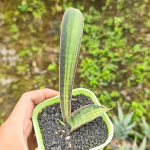 Сансевиерия KAHUKU BAT VAR