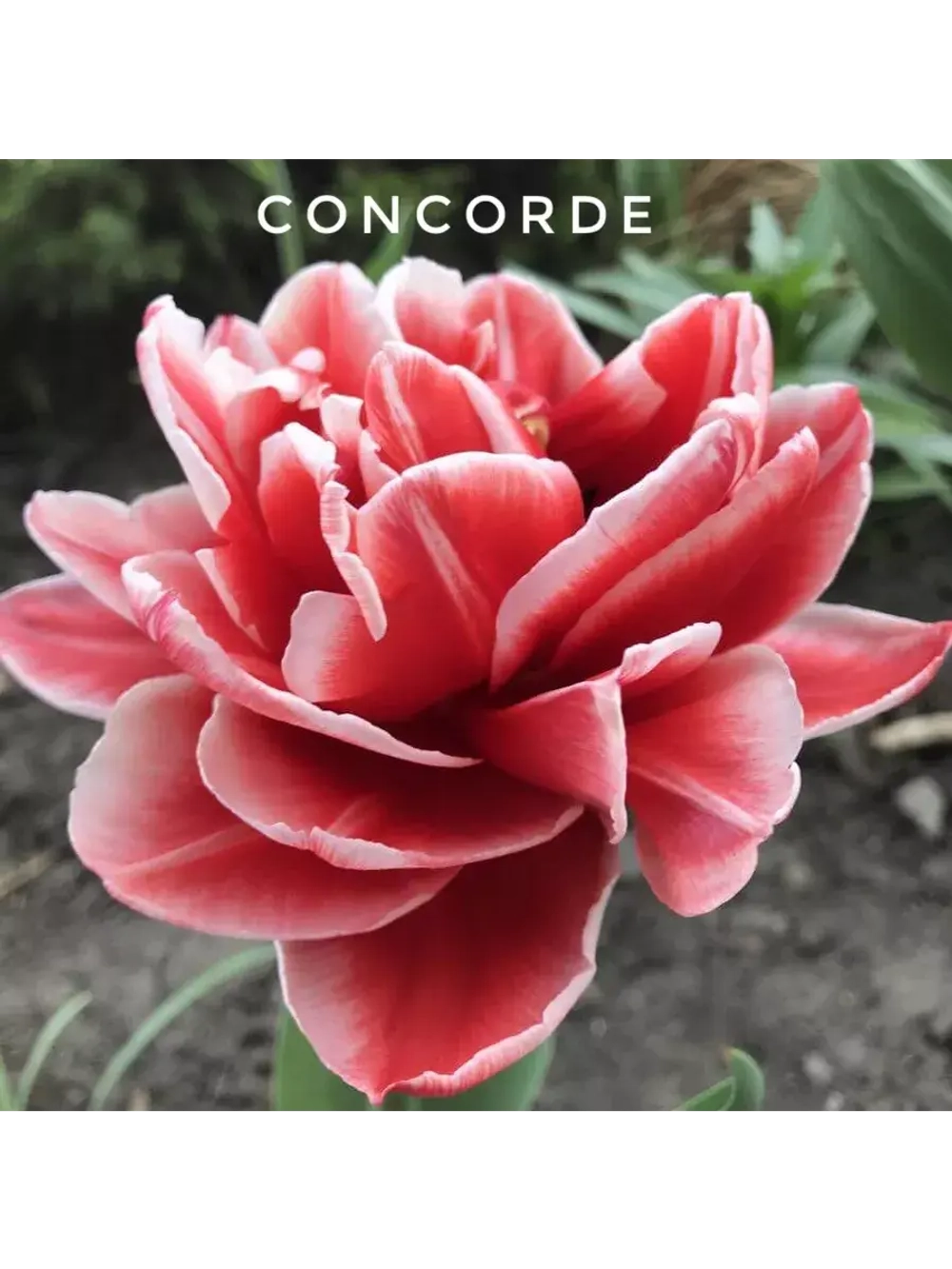 Тюльпаны пионовидные ,луковицы сорт CONCORDE ( 4 штуки)