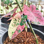 Колоказия PINK PARISO