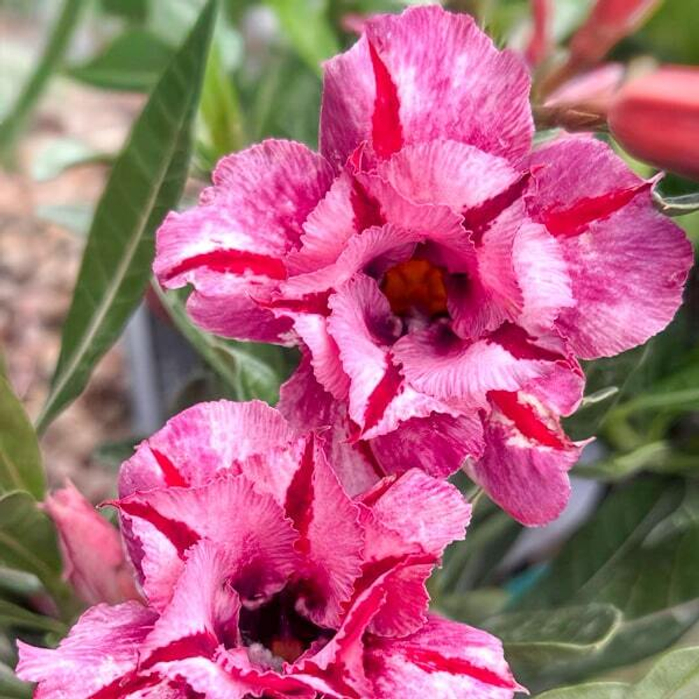 Адениум MUANG FAREN