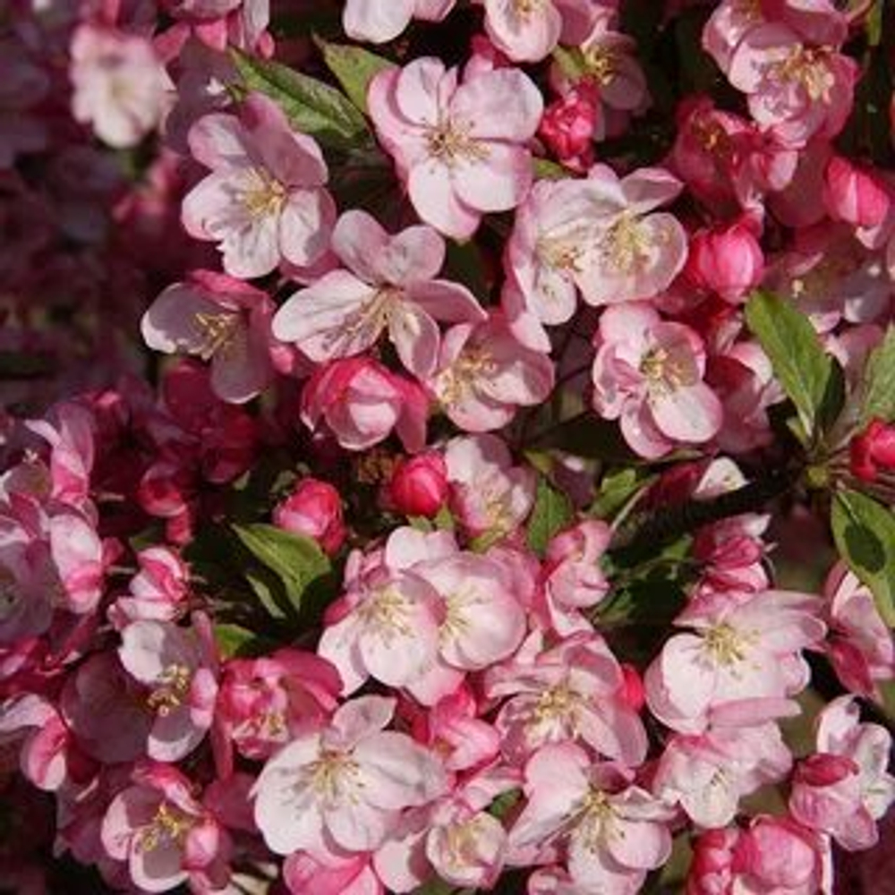 Яблоня Coralbust