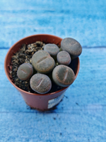 Lithops sp. (Литопсы)