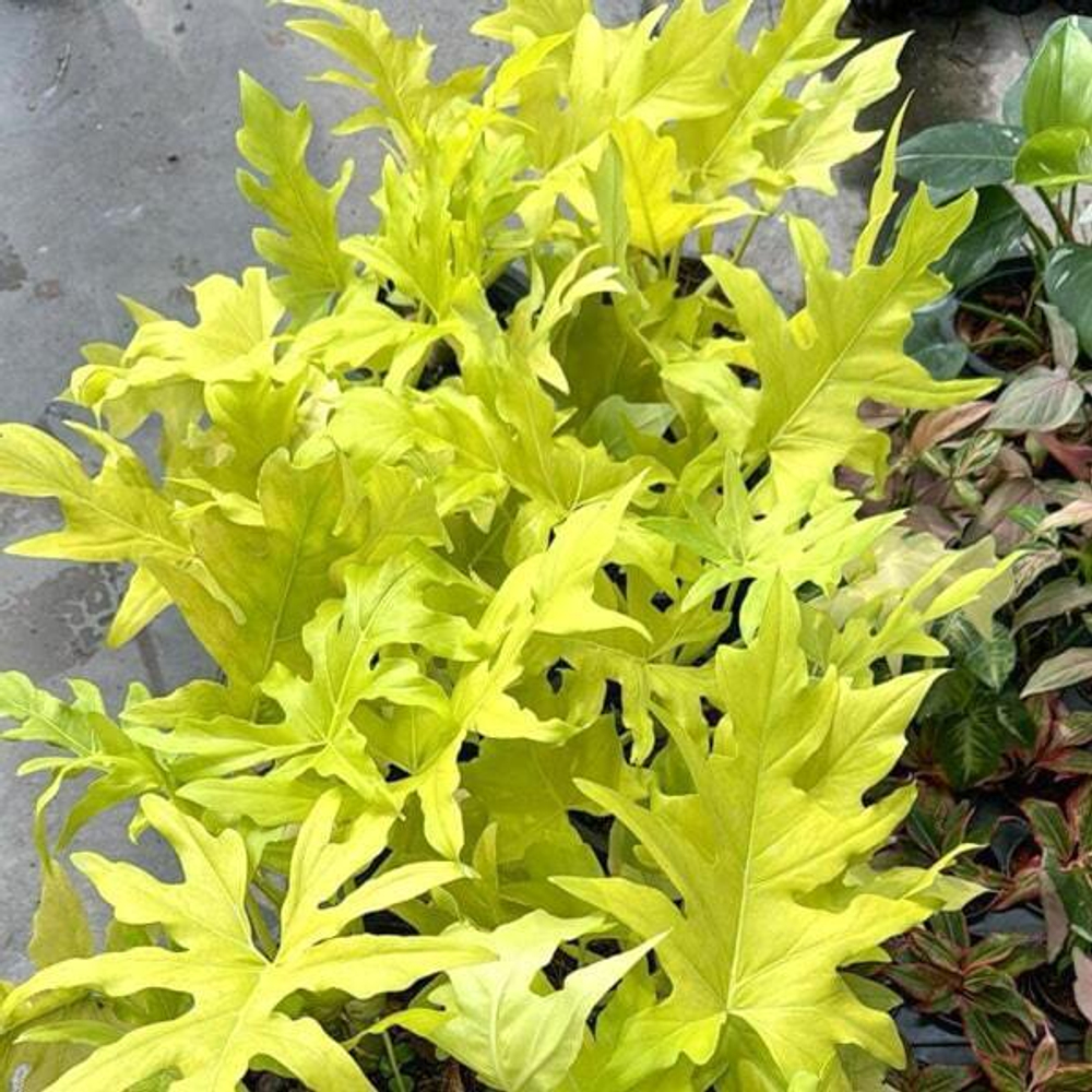 Филодендрон FLORIDA x PARAISO