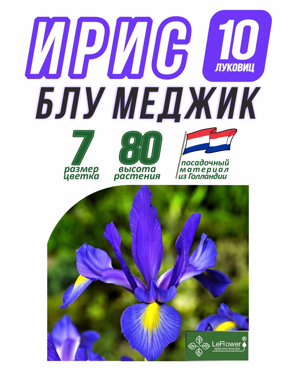 Ирис луковицы 10шт., Блю Меджик, для посадки в грунт. Голландия, Нидерланды