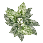 Каладиум куст биколор 45 см