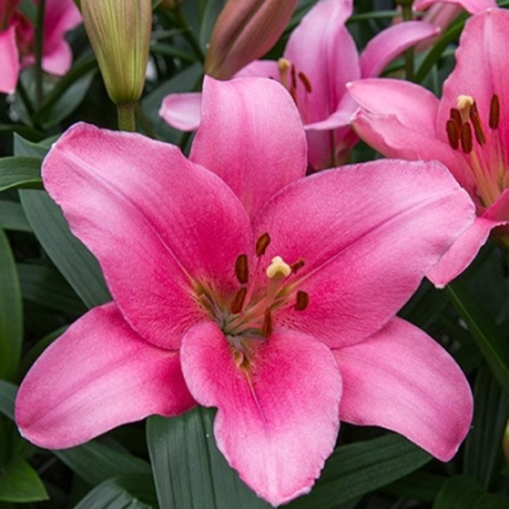 Лилия Бриндизи 3шт размер 16/18 Закупка М67 апрель 2026