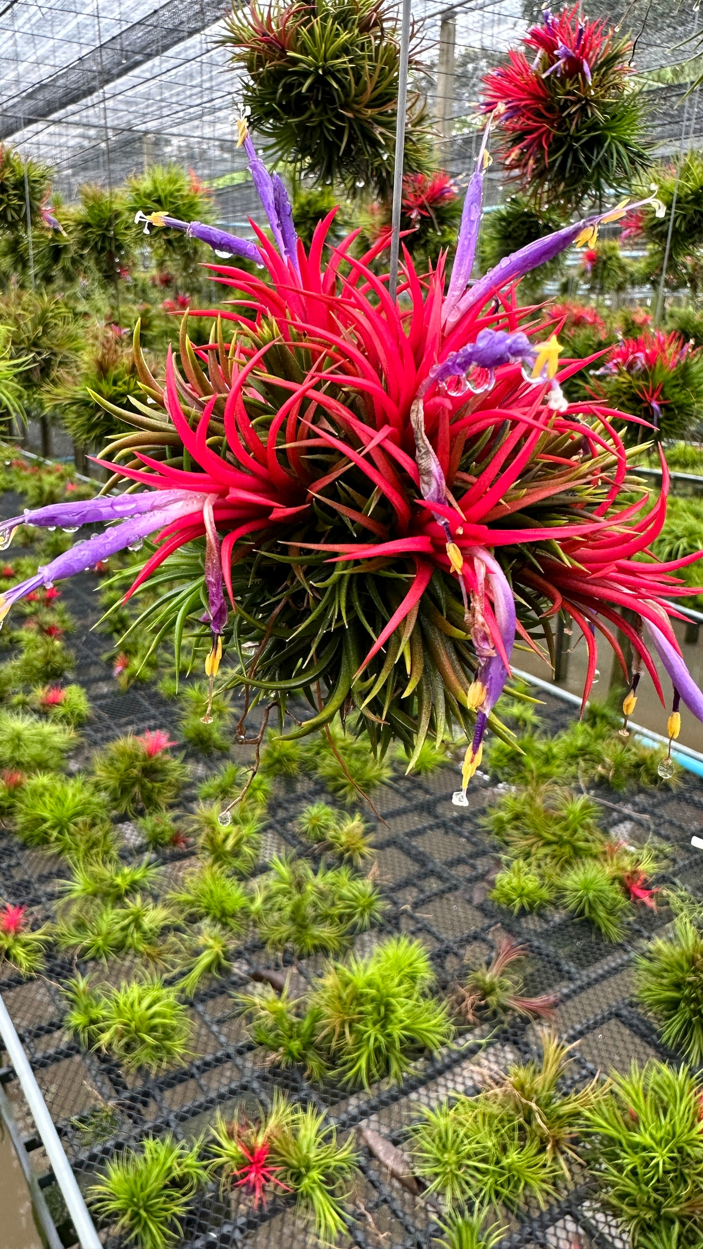 Предзаказ тилландсий. Июнь 2026