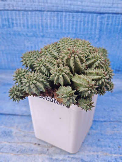 Euphorbia Suzannae (Эуфорбия)