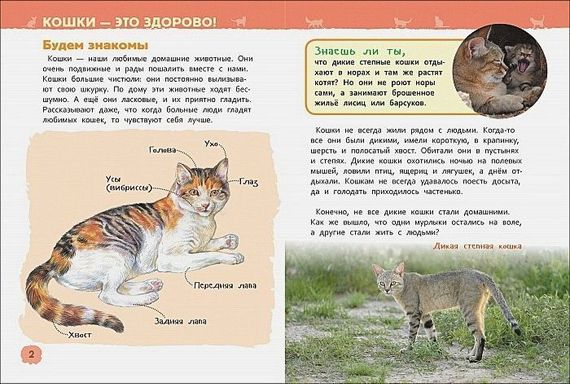 Кошки и котята