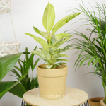 Фикус Эластика Шривериана Муншай 14/30