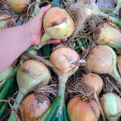 лук репчатый Эксибишен