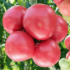 Сумо F1 семена томата индетерминантного (Гавриш)