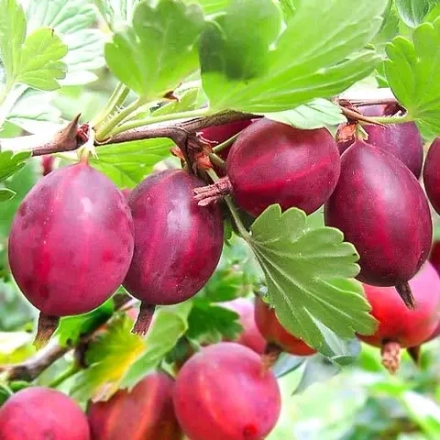 Крыжовник Хиннонмаки Ред